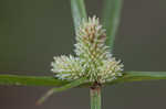 Fragrant spikesedge